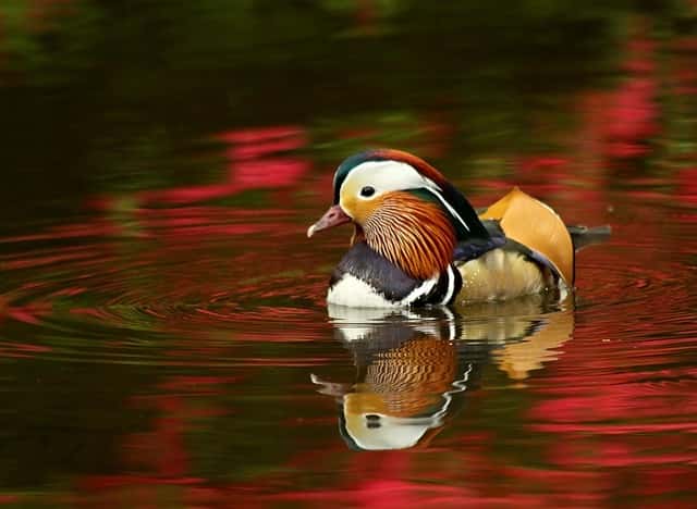 Isabella Plantation